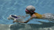 Sublue Hagul EZ Underwater Scooter - Rugged Venture