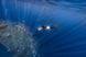 Sublue Navbow+ Underwater Scooter - Rugged Venture