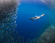 Sublue Navbow Underwater Scooter - Rugged Venture