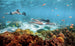 Sublue MixPro Underwater Scooter - Rugged Venture