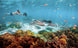 Sublue MixPro Underwater Scooter - Rugged Venture