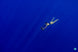 Sublue Navbow / Navbow+ / Tini  / Vapor Diving Cross Strap - Rugged Venture